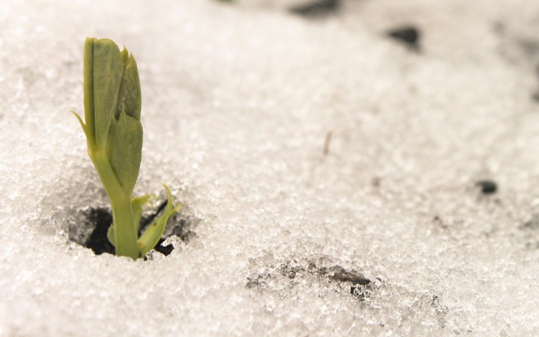 Snow Seed - Vernalization