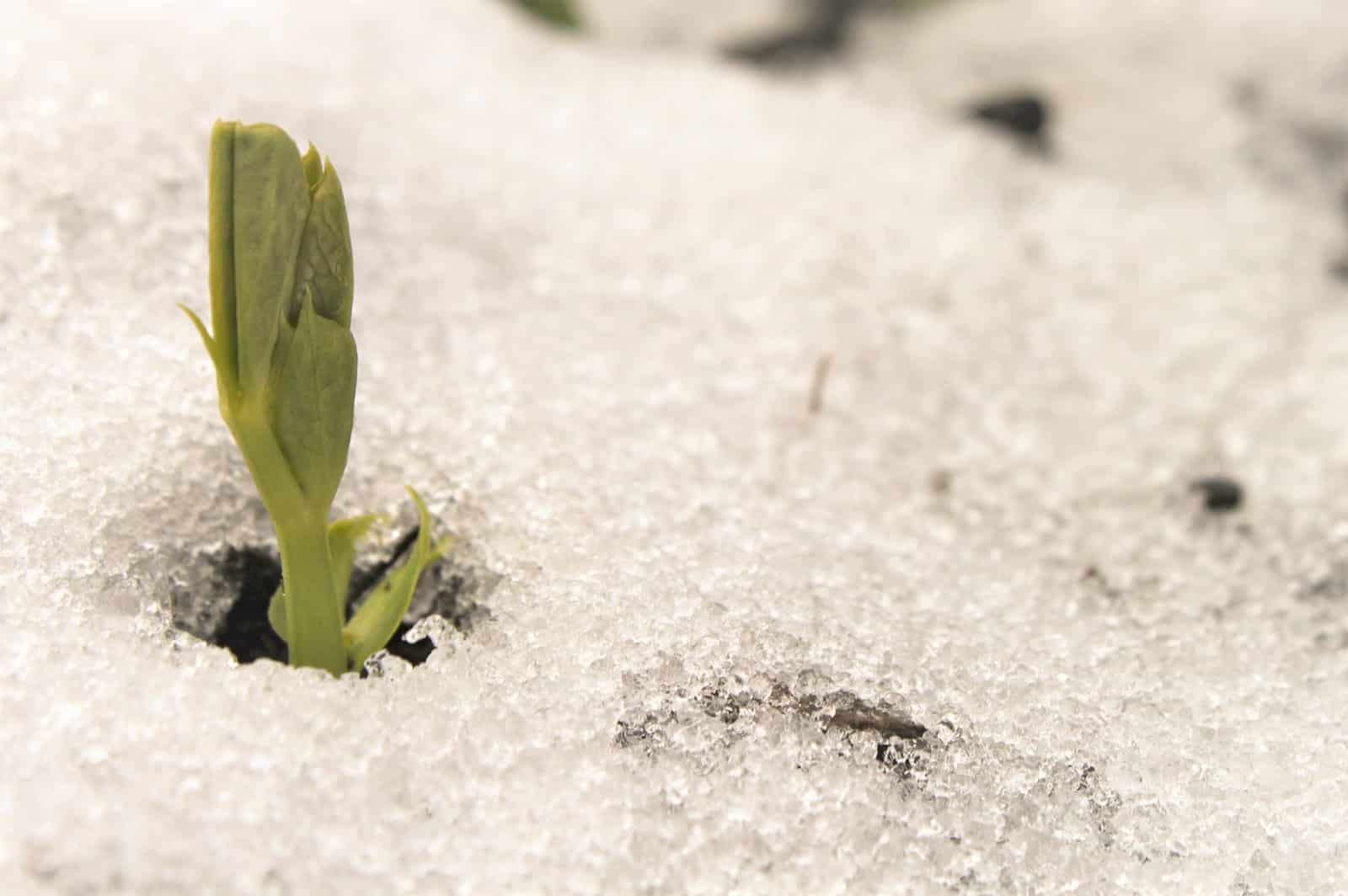 What do you mean Vernalization? Lawns and Beyond